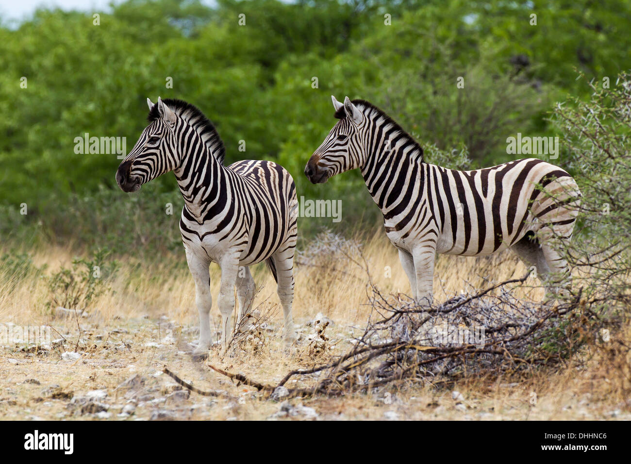 Ebenen Zebras oder Burchell Zebras (Equus Quagga), Etosha Nationalpark, Namibia Stockfoto