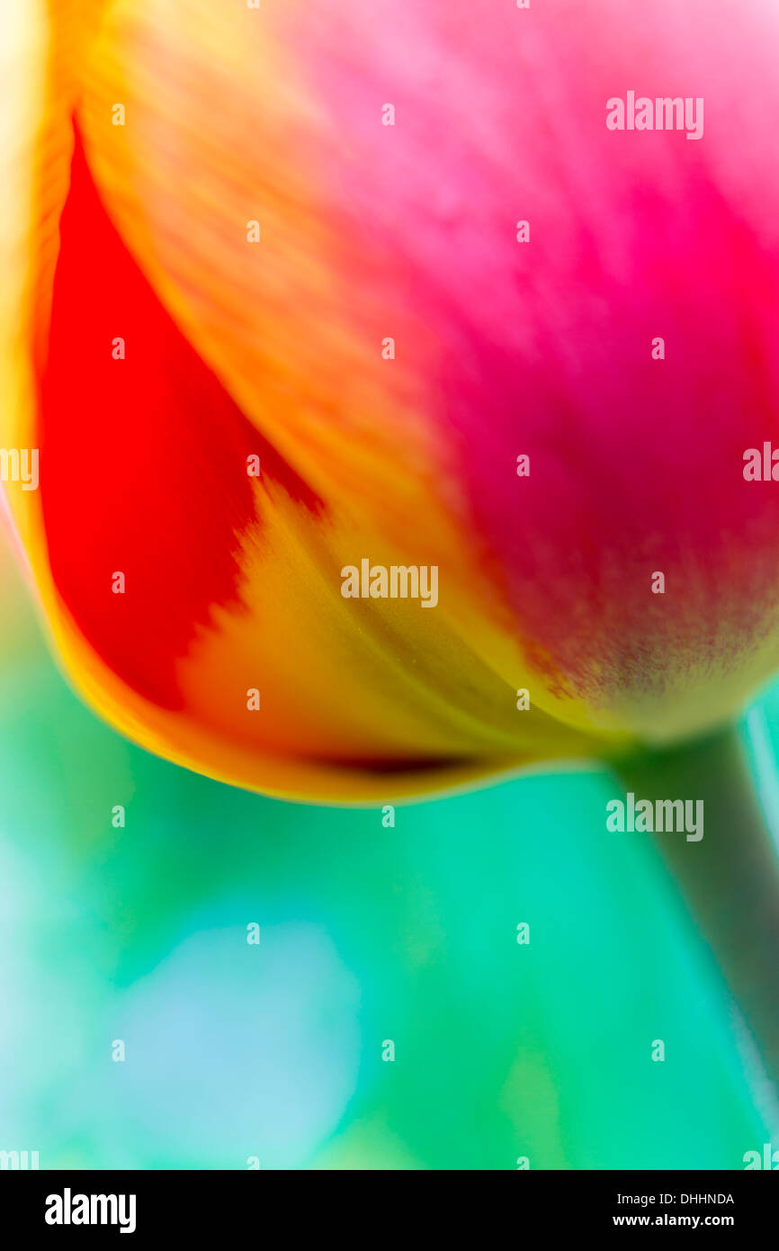 Rot-Orange Tulpe (Tulipa), detail Stockfoto