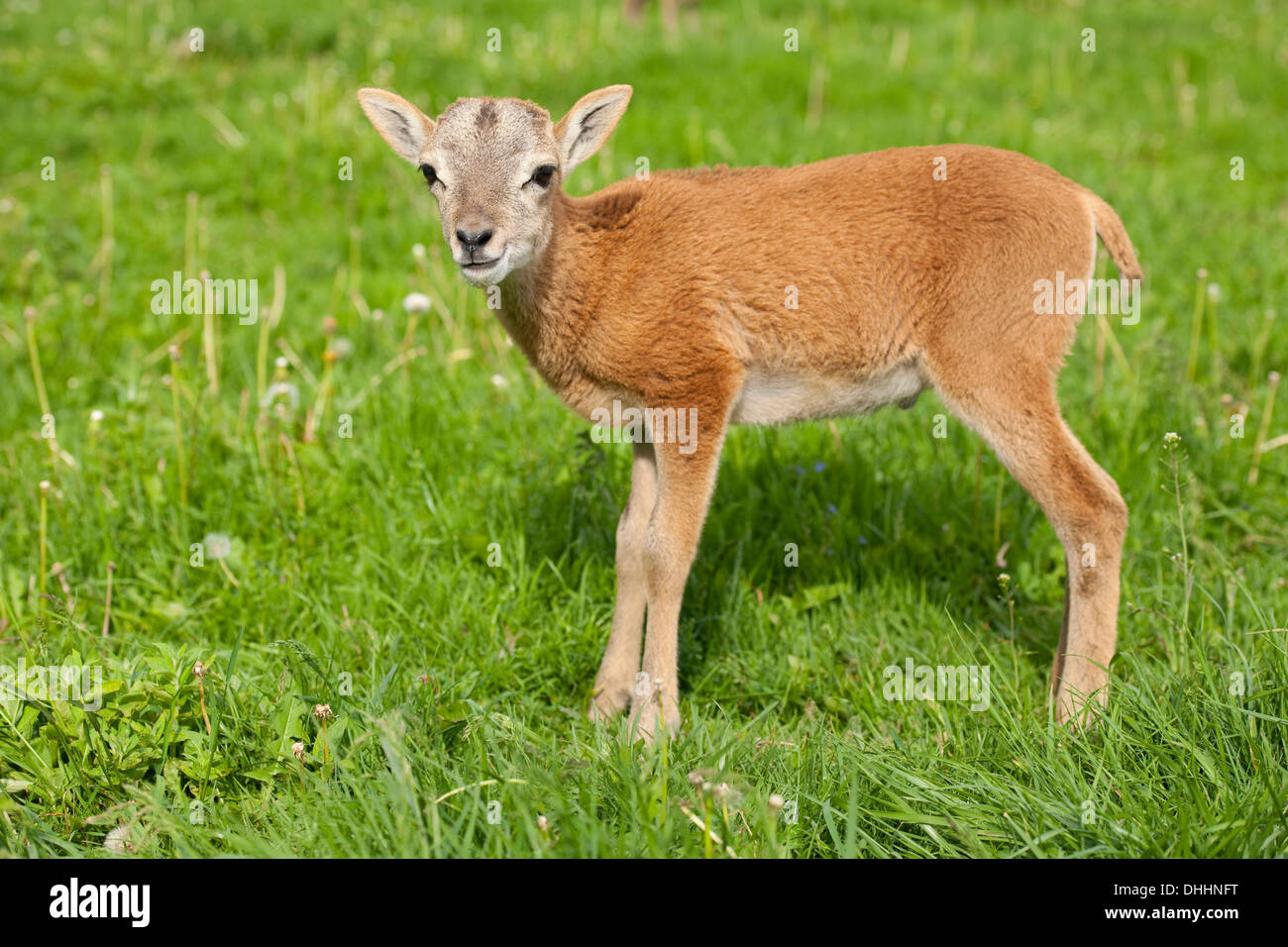 Europäischer Mufflon (Ovis Ammon Musimon), Lamm, Thüringen, Deutschland Stockfoto
