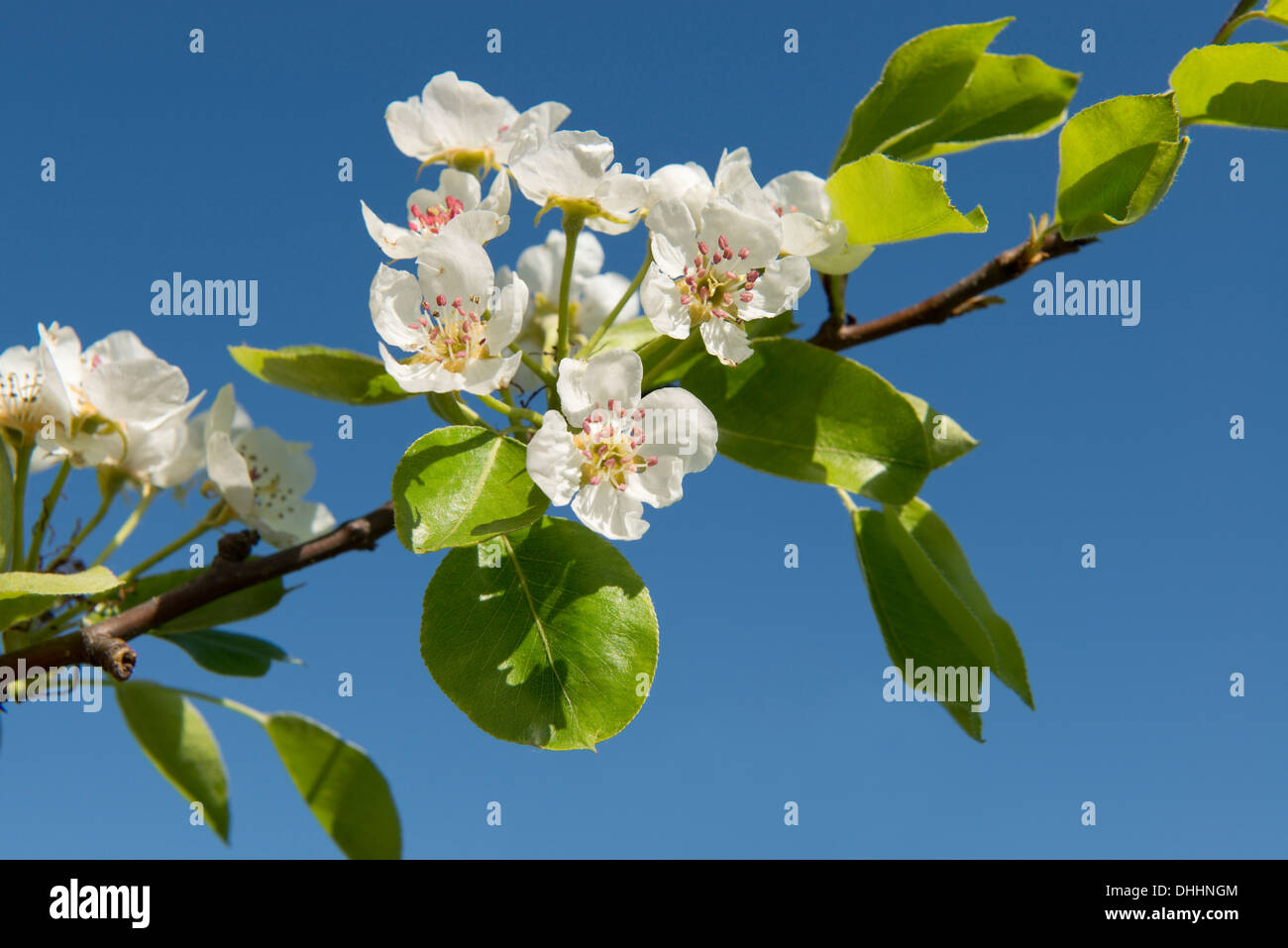 Birnbaum (Pyrus Communis), Zweig mit Blüten, Thüringen, Deutschland Stockfoto