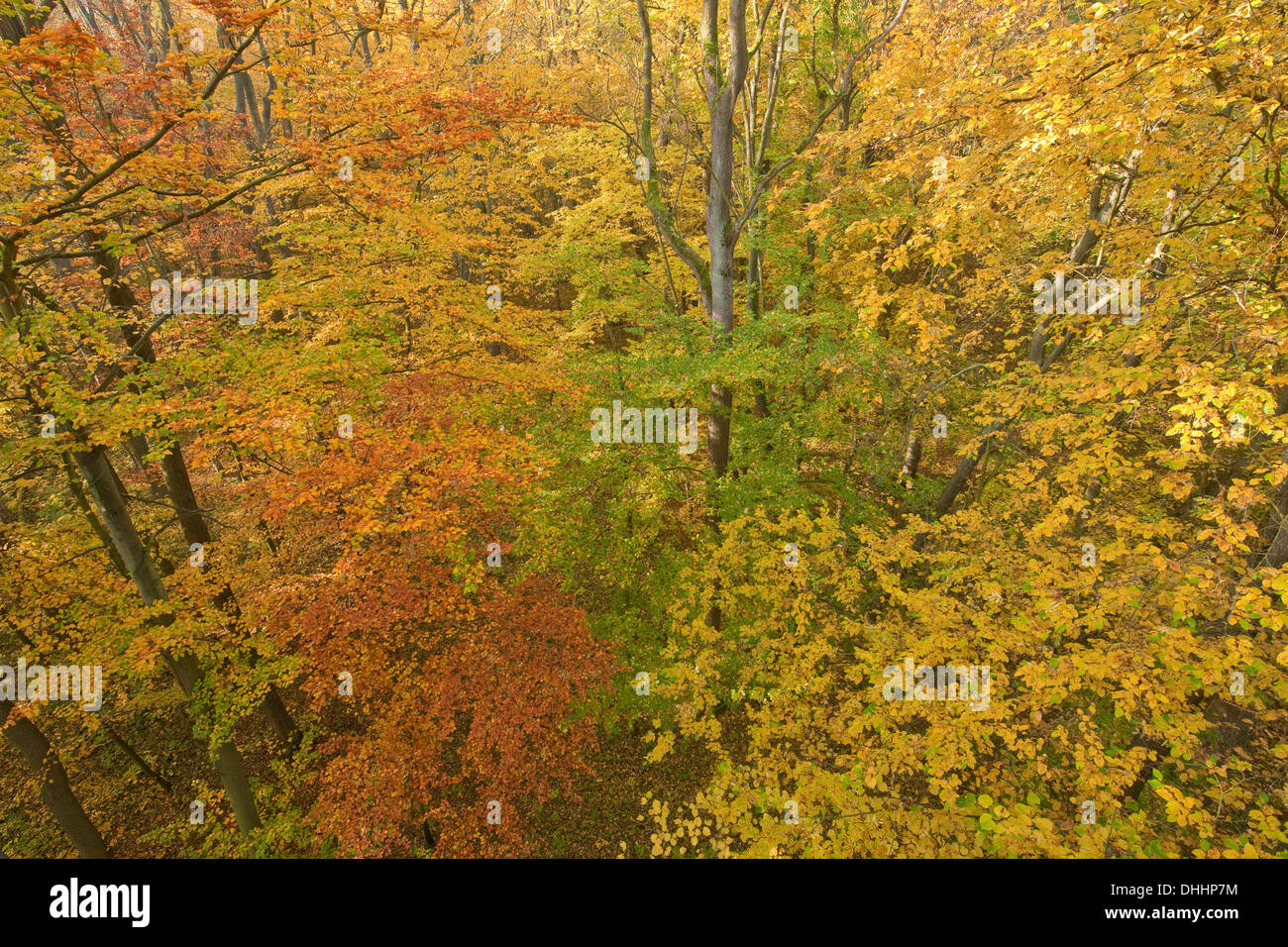 Buchenwald im Herbst, Buche oder Rotbuche (Fagus Sylvatica), Nationalpark Hainich, Thüringen, Deutschland Stockfoto