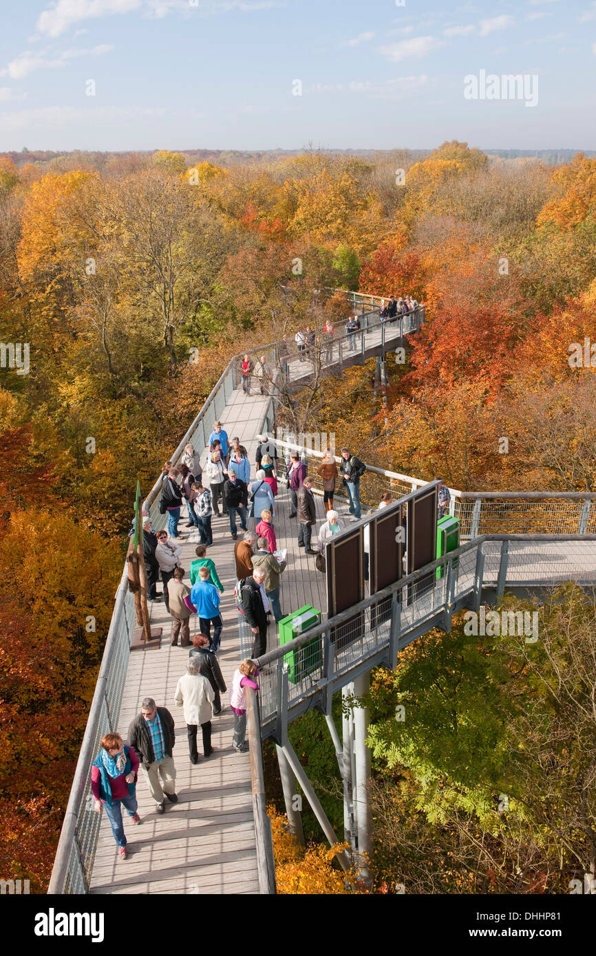 Baumkrone Fußweg durch den Wald im Herbst, Nationalpark Hainich, Thüringen, Deutschland Stockfoto