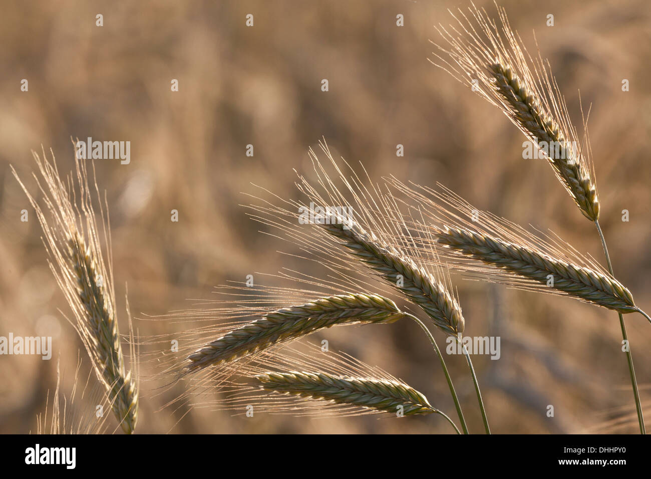 Maiskolben, Bereich der Roggen, Ackerland, Landwirtschaft Stockfoto