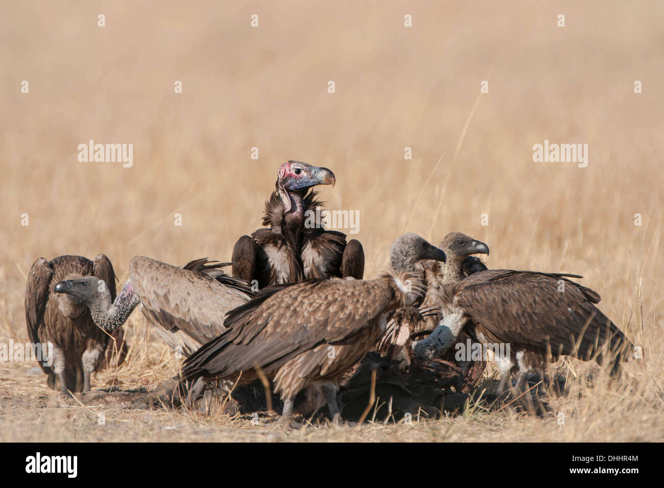 Ohrengeier konfrontiert Geier oder Nubian Geier (Torgos Tracheliotus) mit Kap Geier (abgeschottet Coprotheres) ernähren sich von einer Karkasse Stockfoto