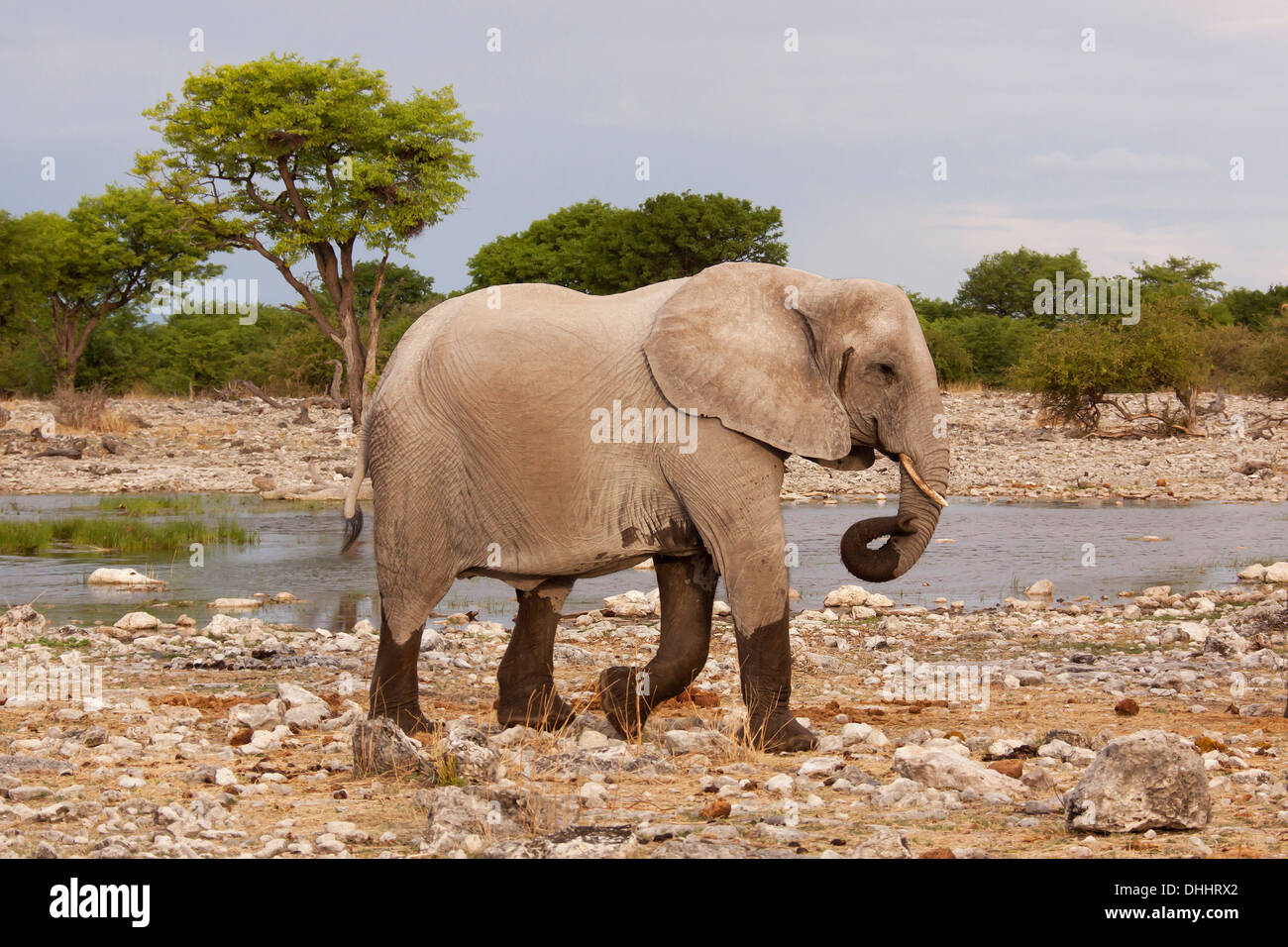 Afrikanischer Elefant (Loxodonta Africana), Etosha-Nationalpark, Namutoni, Namibia Stockfoto