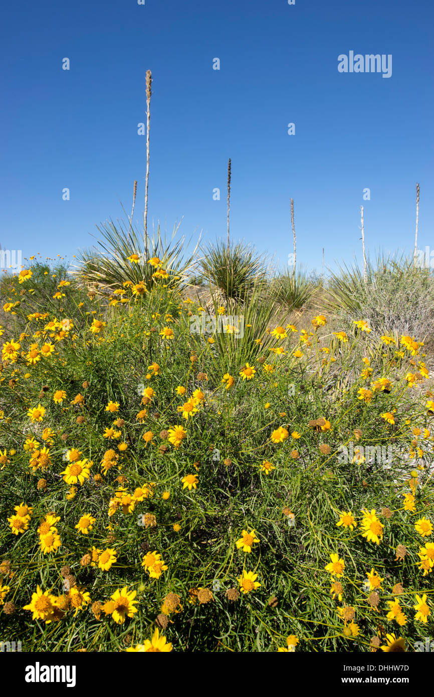 Wüste, Ringelblumen (Baileya Multiradiata), ein Mitglied der Familie der Asteraceae und Sotols Kaktus im Hintergrund, in West-Texas. Stockfoto