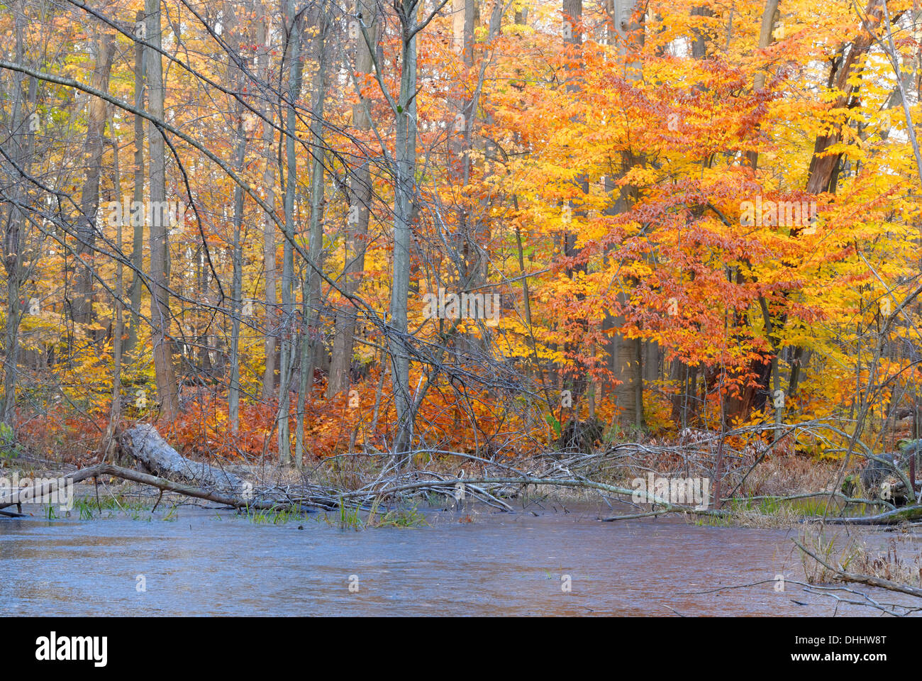 Amerikanische Buche Natur Hintergrundbild im Spätherbst Frühwinter im westlichen New York Staat Region. Stockfoto