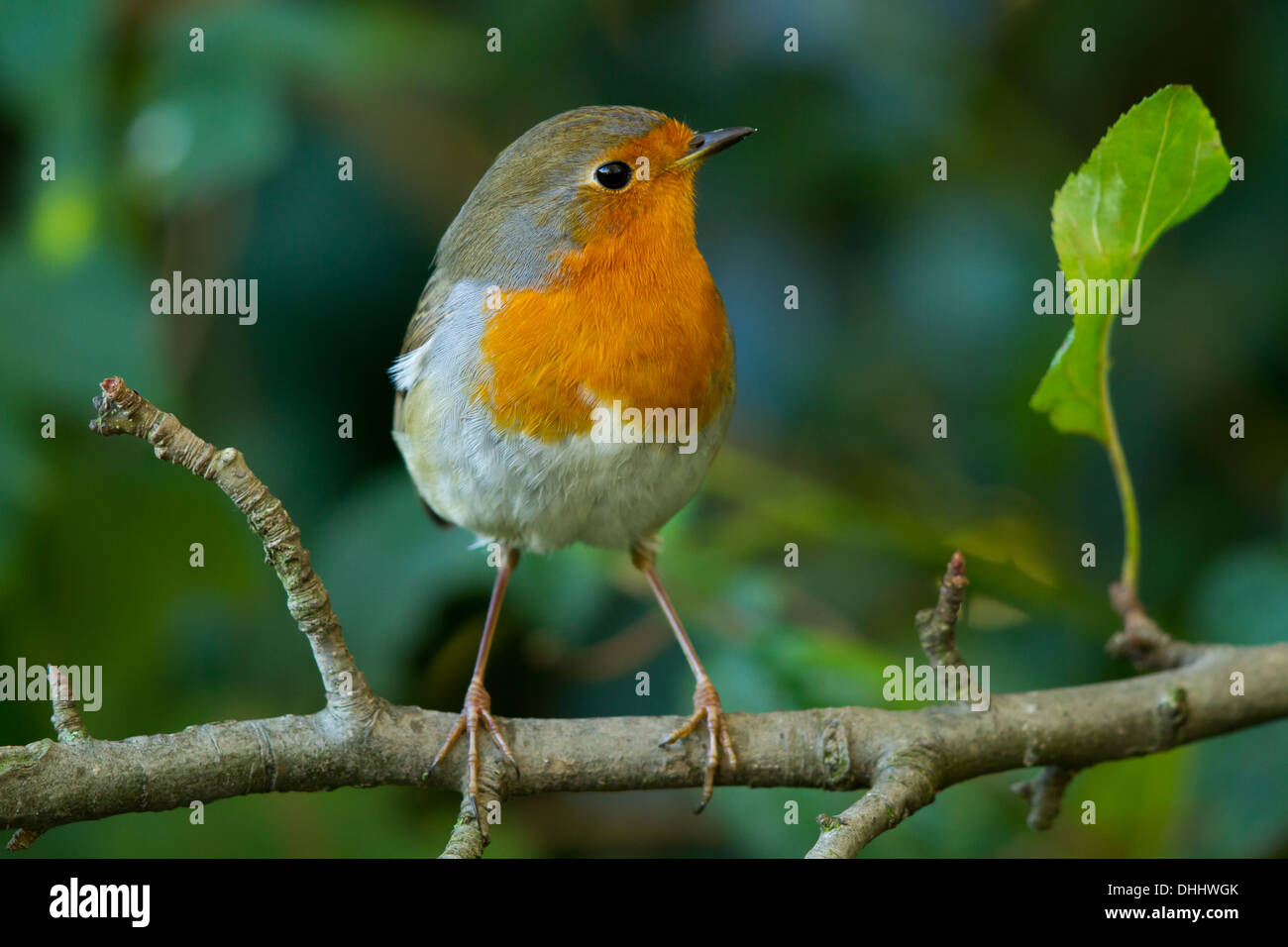 Rotkehlchen (Erithacus Rubecula) Stockfoto