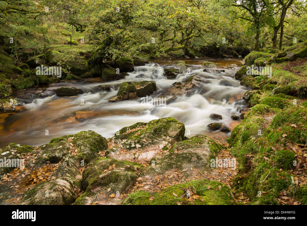 Der Fluß Plym fließt durch den Norden Wald bei Dewerstone, Dartmoor Nationalpark Uk Stockfoto