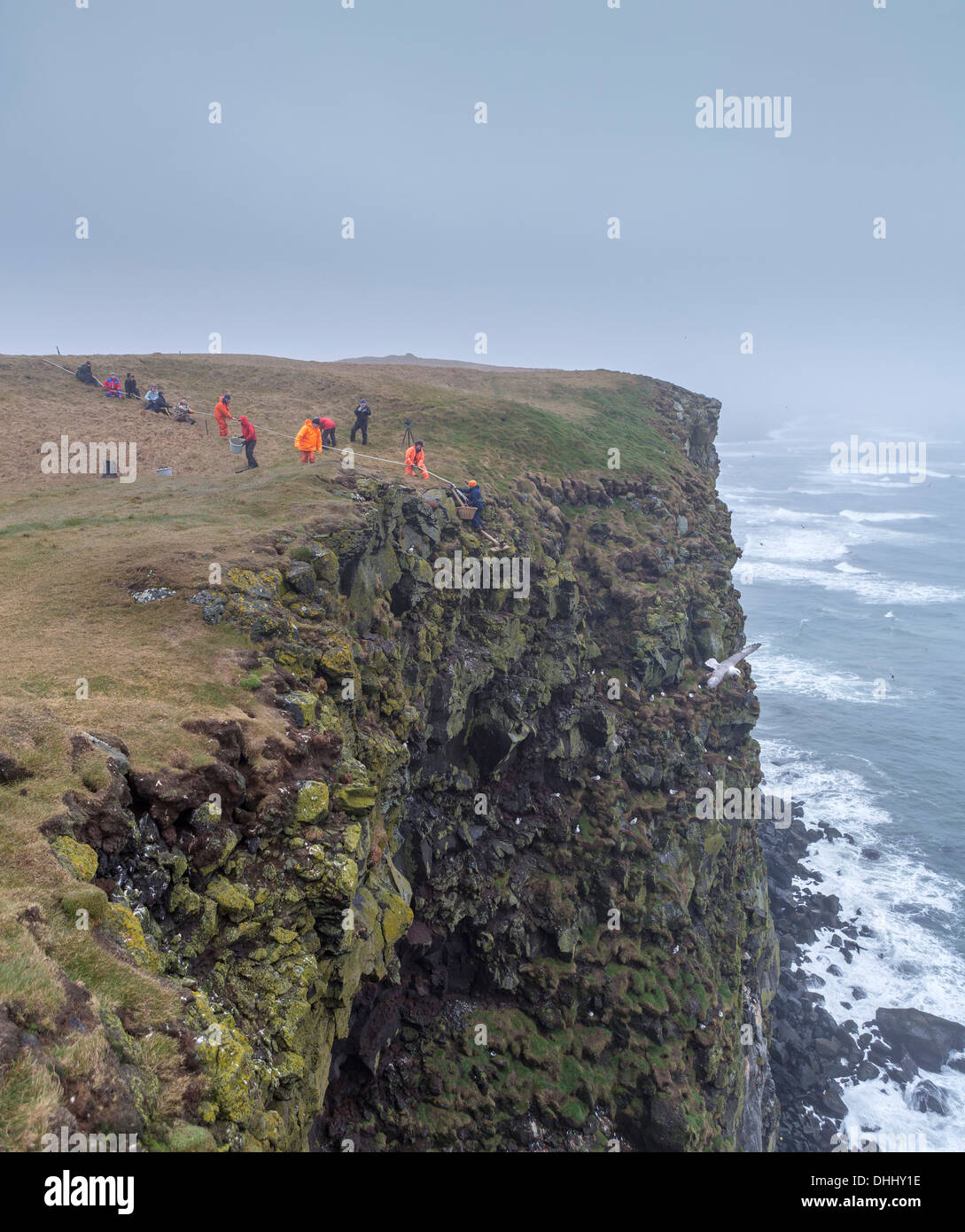 Sammeln von gemeinsamen Guillemot Eiern (Uria Aalge), Ingolfshofdi, Island Teamwork Bemühung durch Seil, Eiern auf den Klippen zu sammeln. Stockfoto