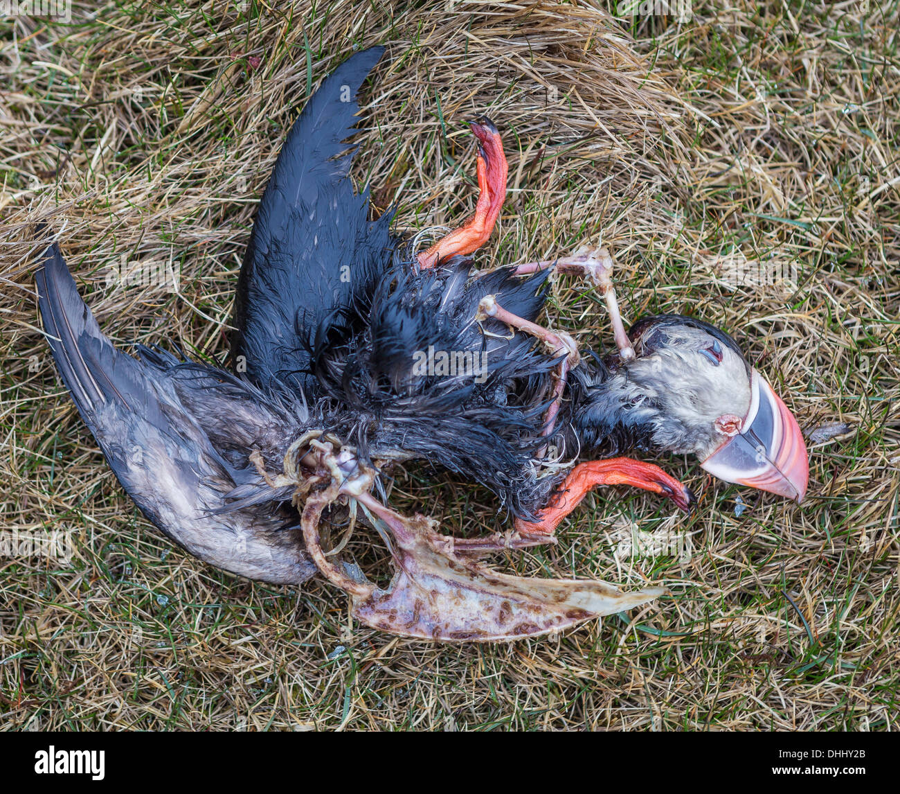 Toten Papageientaucher, Südküste, Island Stockfoto