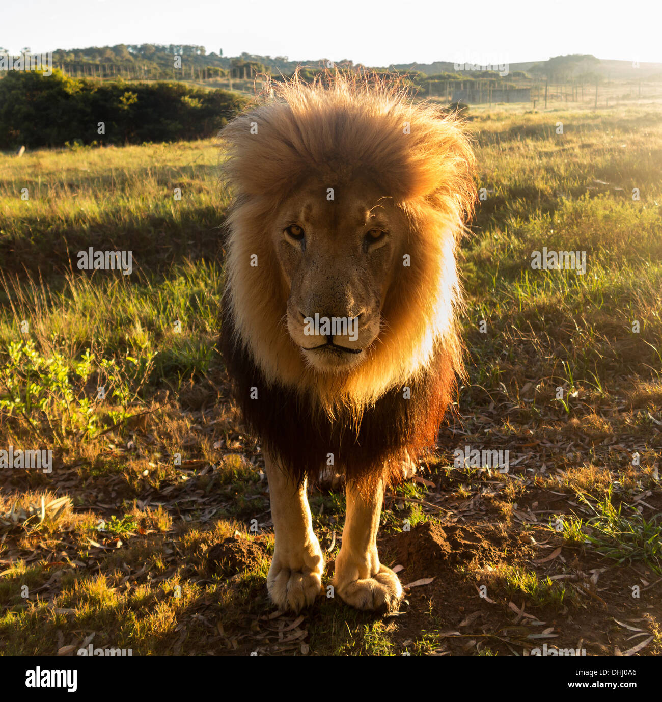 Nahaufnahme von einer alten großen männlicher Löwe schaut in die Kamera, Hintergrundbeleuchtung, Südafrika Stockfoto