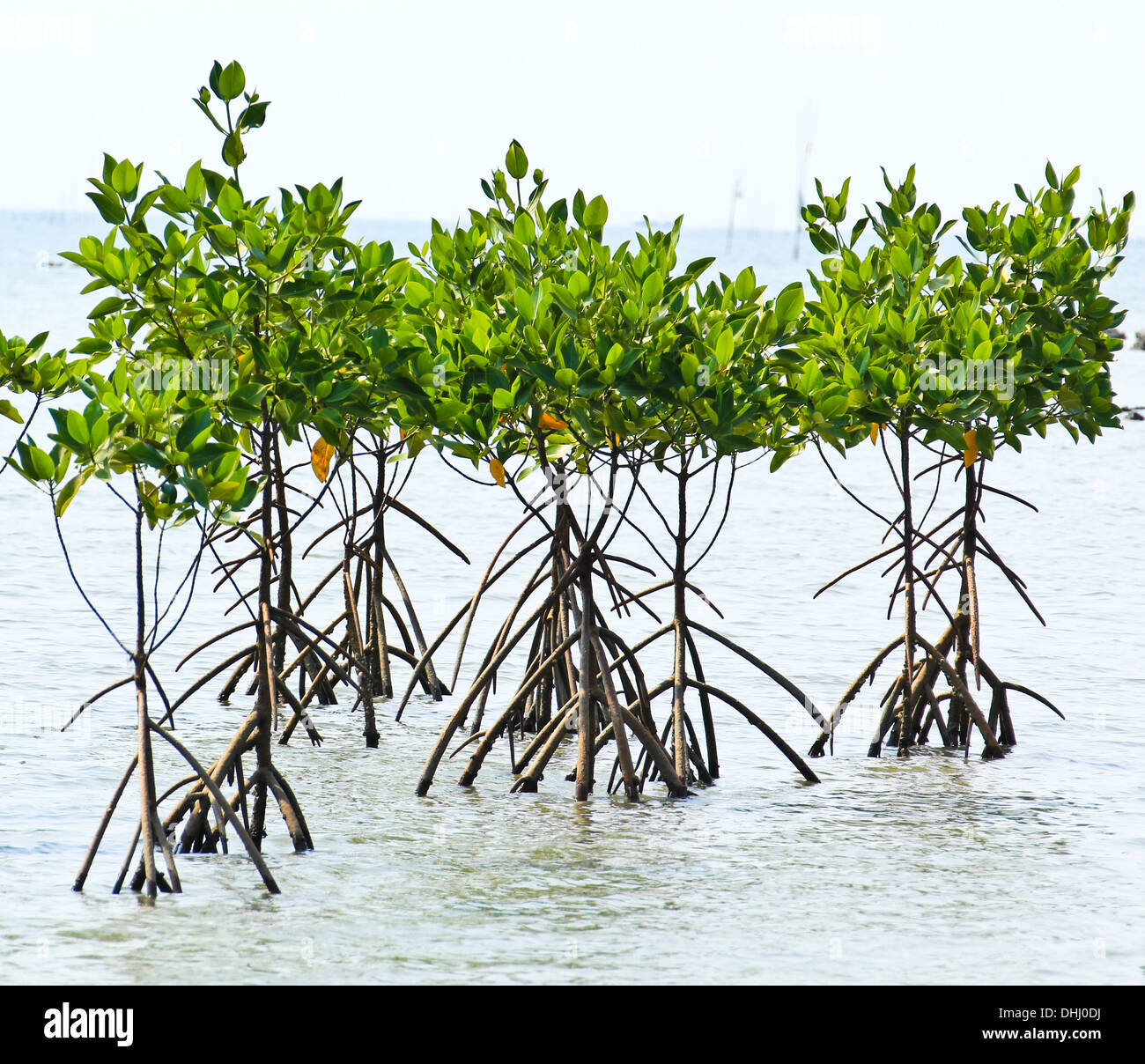 Mangrovenpflanze im Meer Ufer Luftwurzeln Stockfoto
