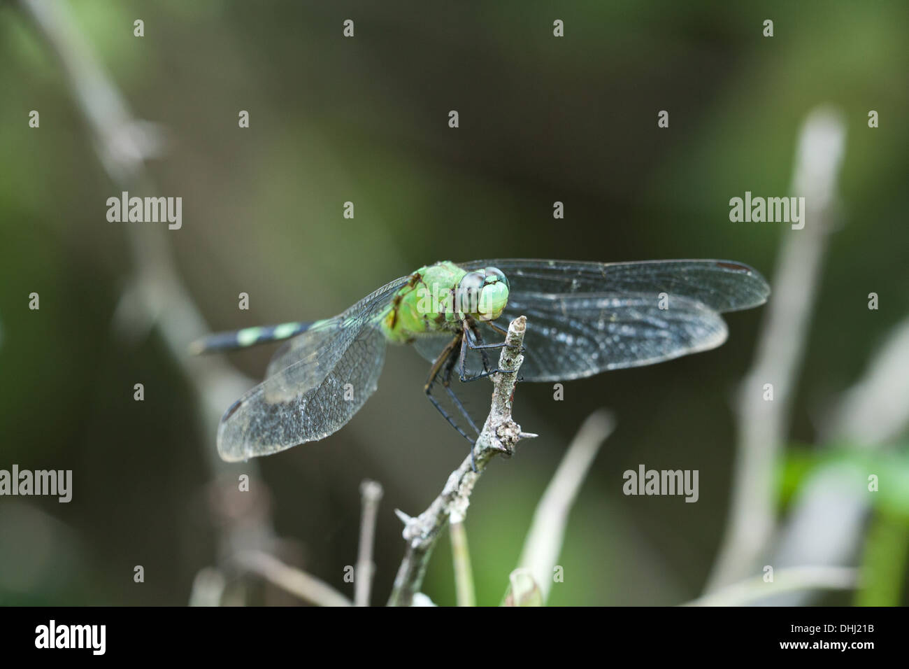 Grüne Libelle in Ciénaga Las Macanas, Herrera Provinz, Republik von Panama. Stockfoto