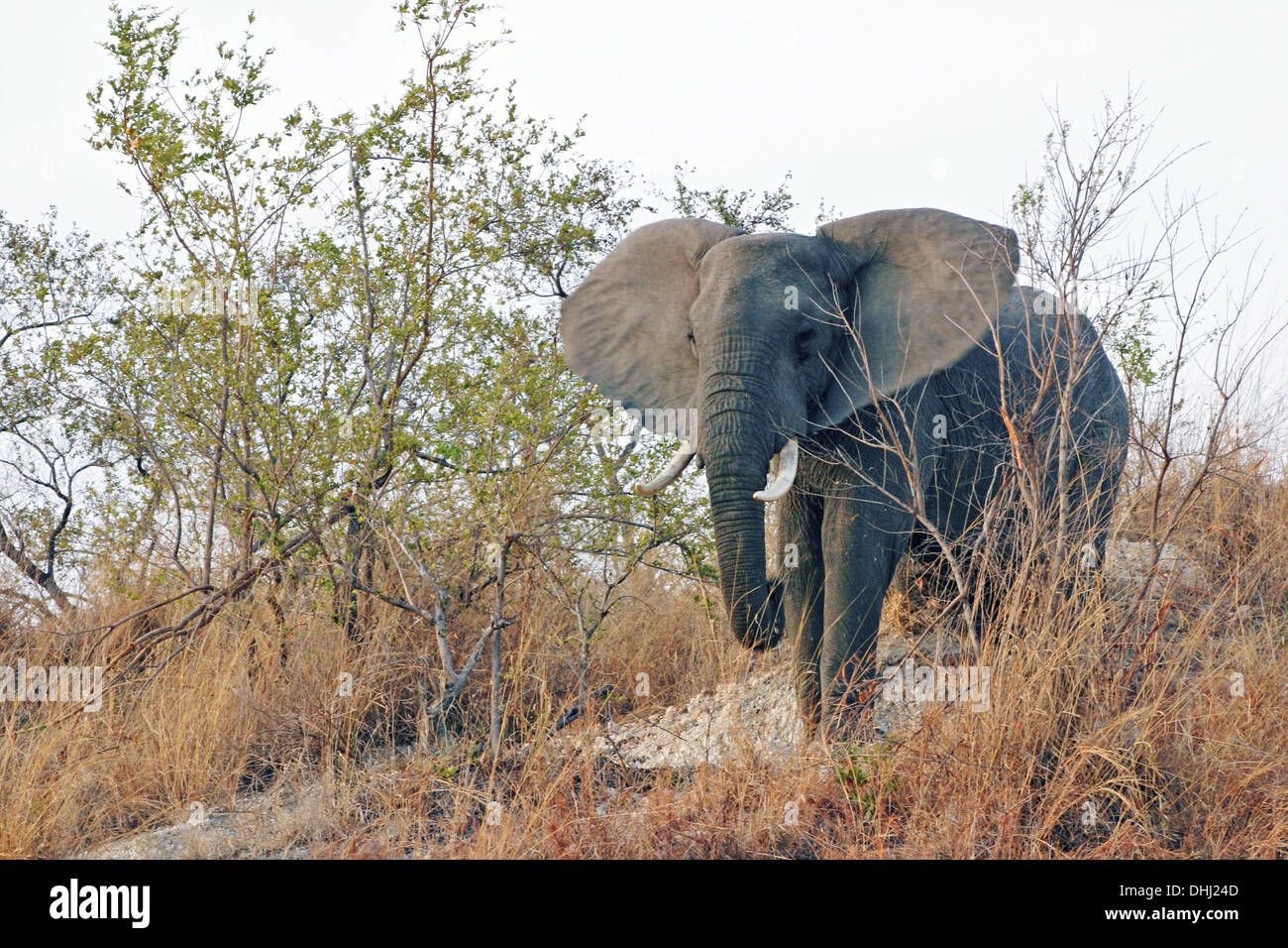 MÄNNLICHE afrikanischer BUSH Elefant Loxodonta Africana in Botswana. Foto Tony Gale Stockfoto