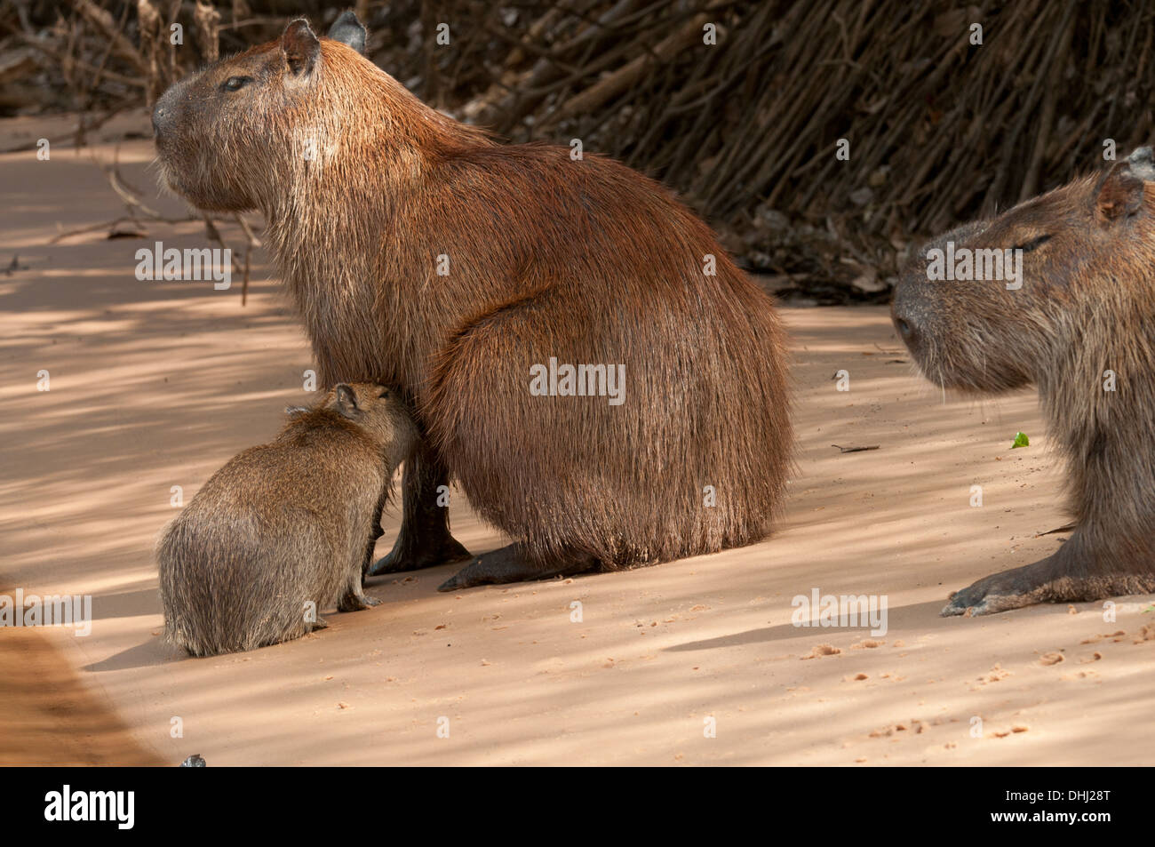 Capybara und jung an einem Strand im Pantanal. Stockfoto