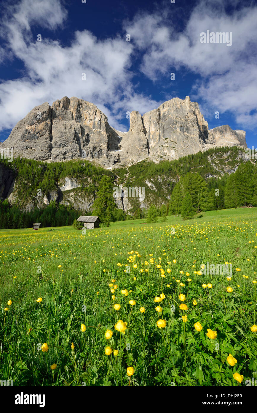 Blühende Wiese und Heu Scheune vor Sella reichen, Sella-Palette, Dolomiten, UNESCO Weltnaturerbe Dolomiten, Südtirol Stockfoto