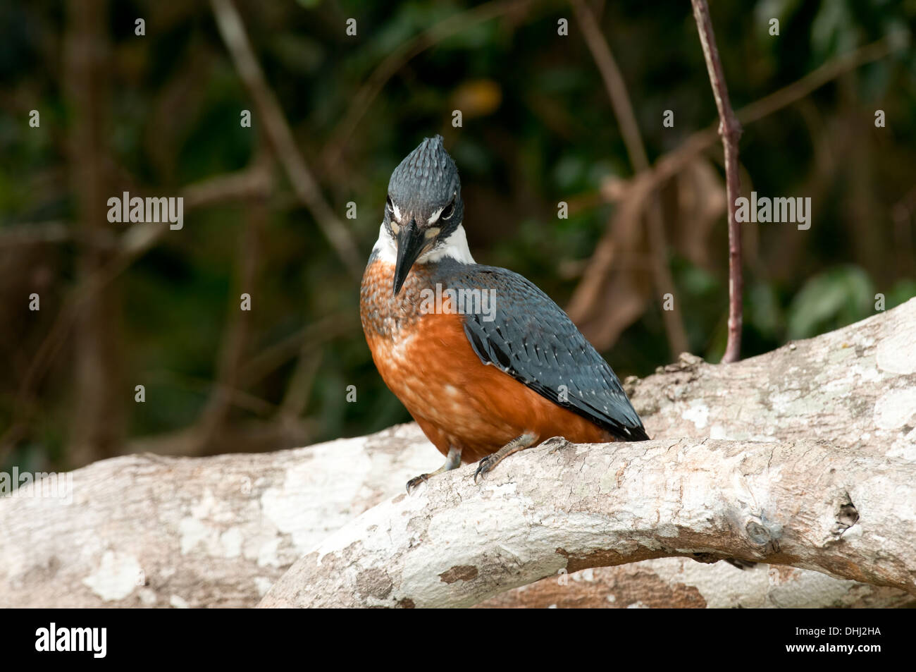 Stock Foto von einem grünen Eisvogel im Pantanal. Stockfoto