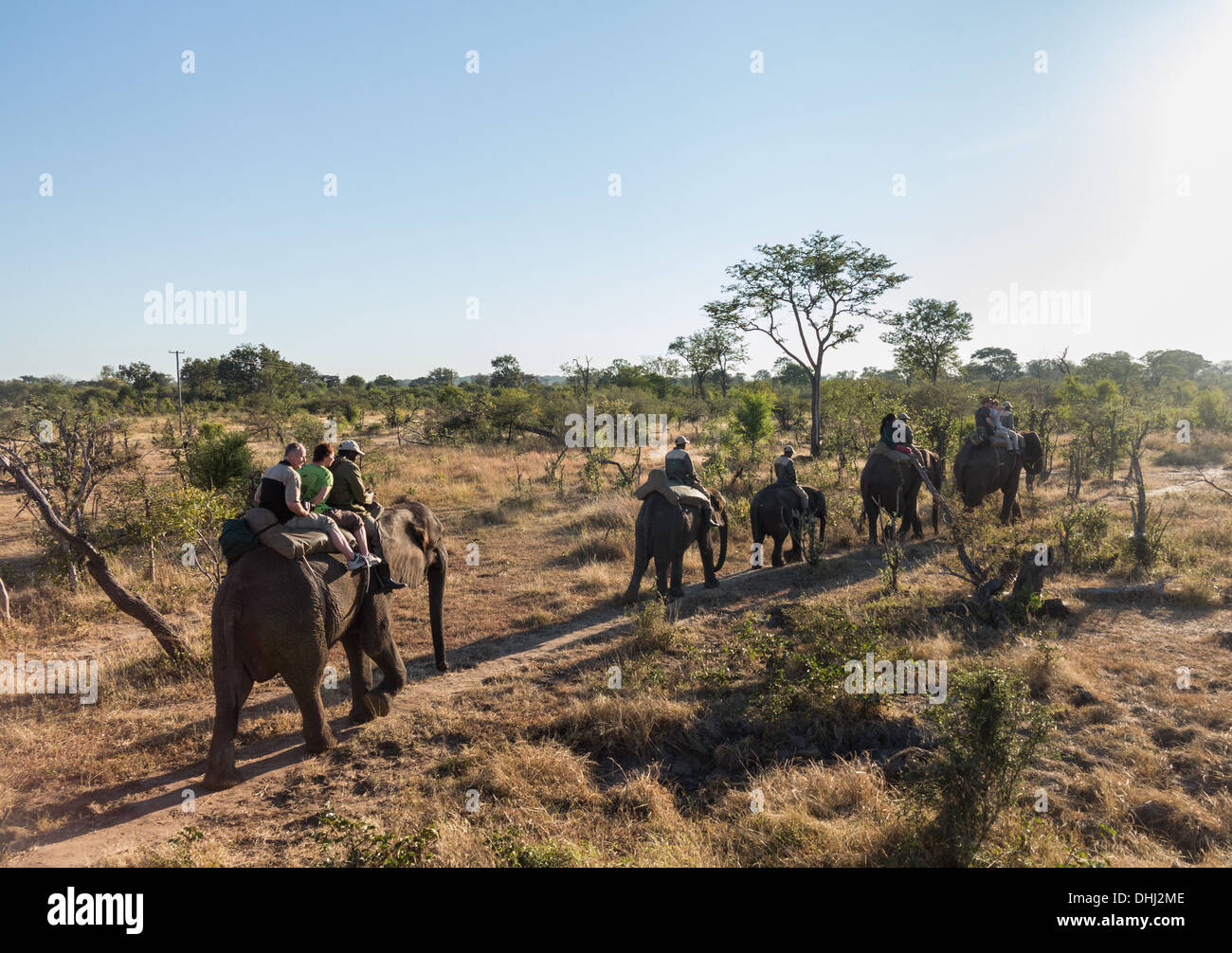 Touristen auf Elephant Safari, Sambia, Afrika Stockfoto