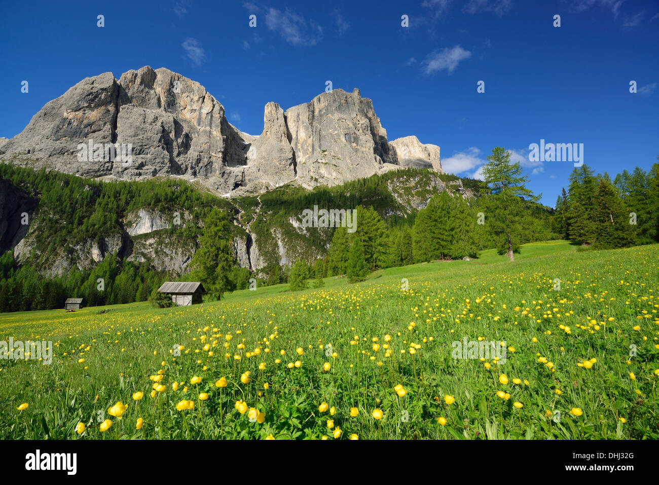 Blühende Wiese und Heu Scheune vor Sella reichen, Sella-Palette, Dolomiten, UNESCO Weltnaturerbe Dolomiten, Südtirol Stockfoto