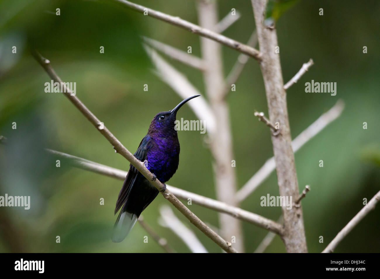 Violett Sabrewing Kolibri, Campylopterus hemileucurus, in der Nähe von Cerro Punta in der Provinz Chiriqui, Republik Panama. Stockfoto