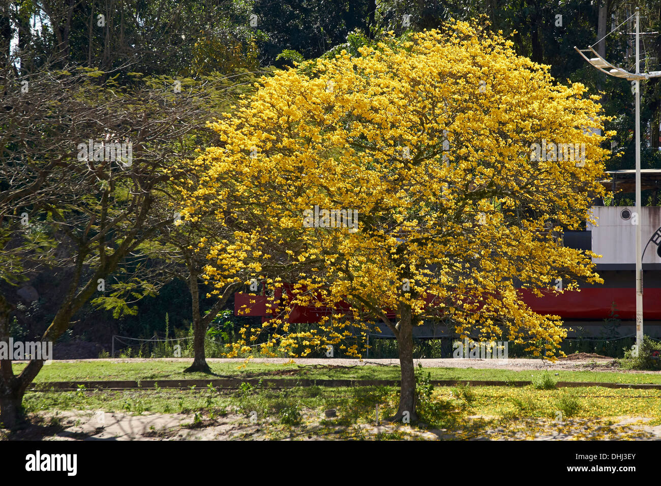 Blühende goldene Trompetenbaum im Süden Brasiliens Frühjahr Zeit Stockfoto