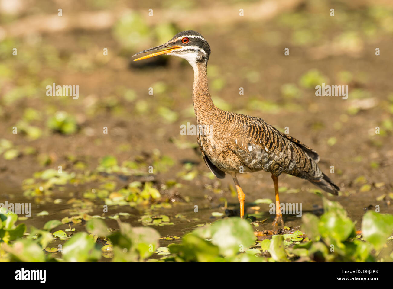 Stock Foto von einem Sunbittern, Pantanal, Brasilien. Stockfoto