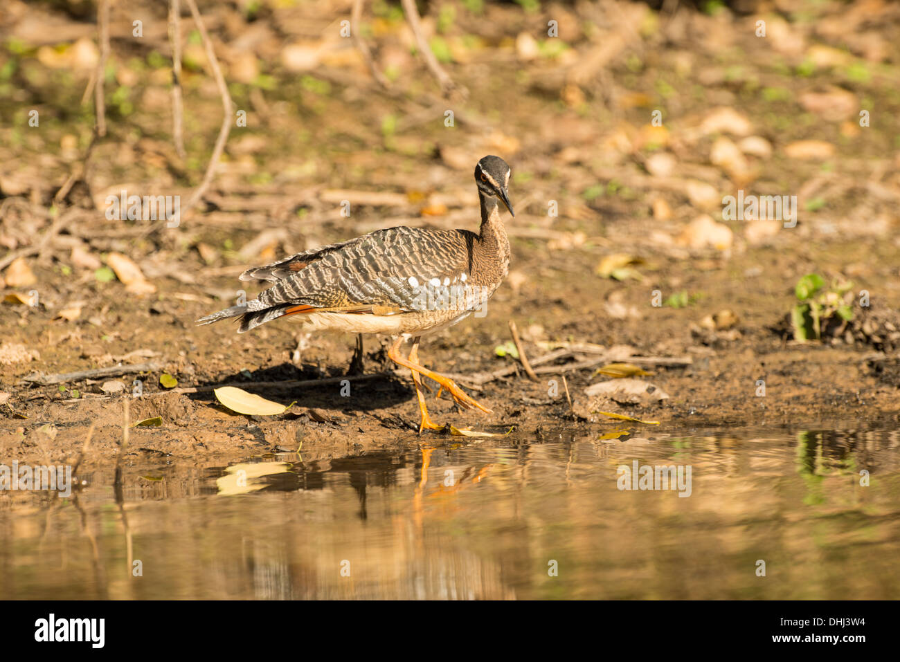 Stock Foto von einem Sunbittern, Pantanal, Brasilien. Stockfoto