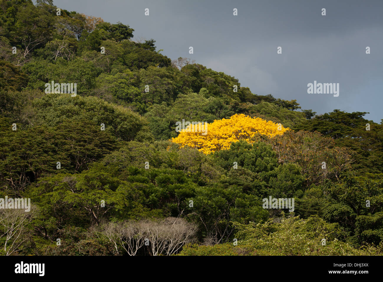 Gelb Gold Blütenbäumen in Soberania Nationalpark, Republik von Panama. Stockfoto