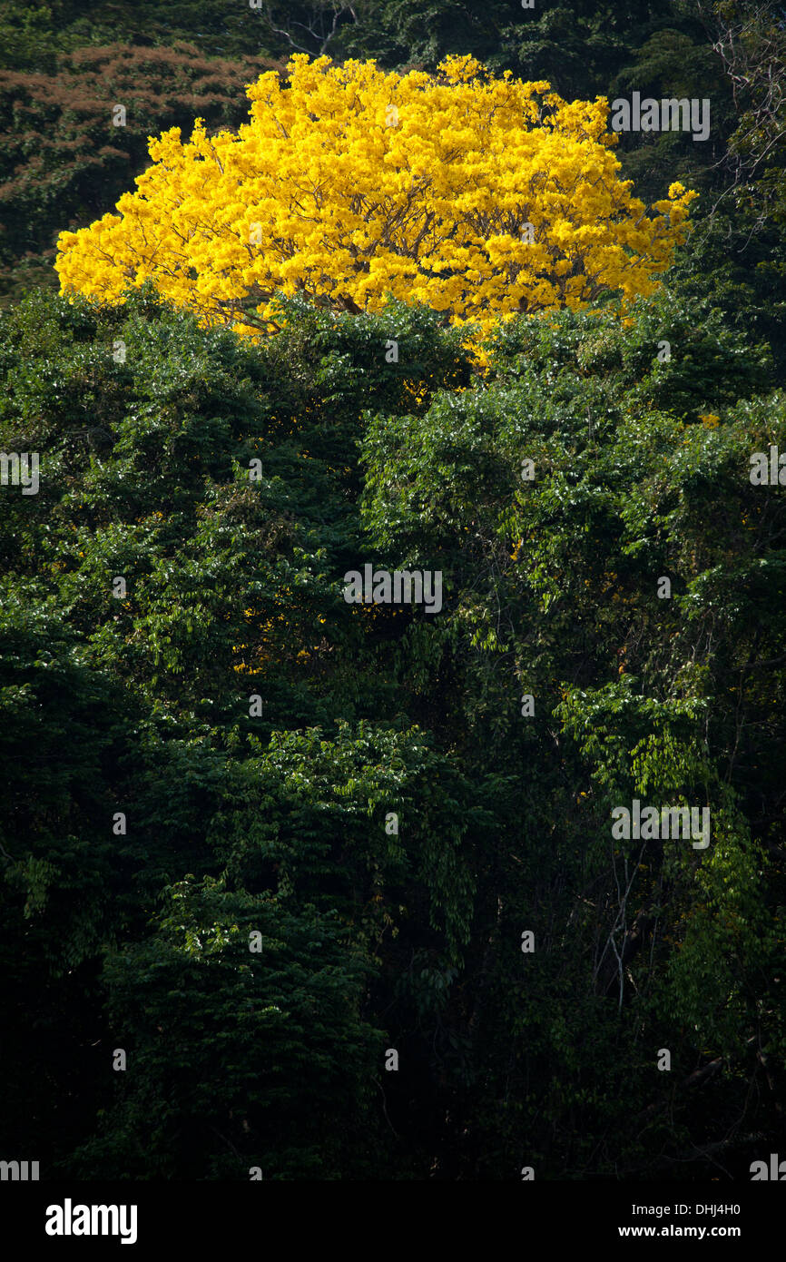 Gelb Gold Blütenbäumen in Soberania Nationalpark, Republik von Panama. Stockfoto