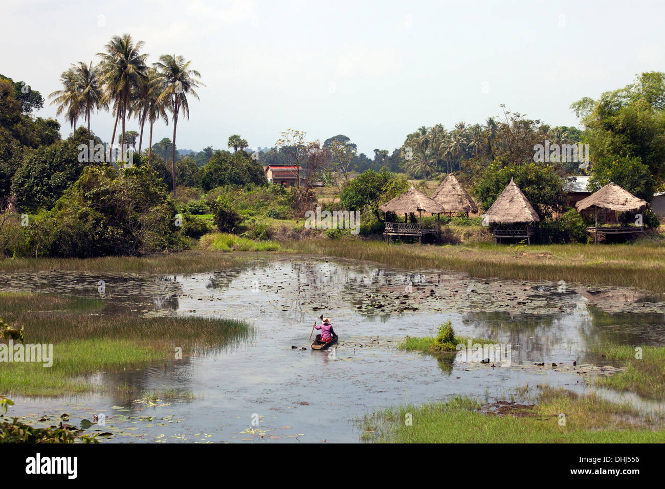 Teich mit Wasser Lilien in Kampot Provinz, Kambodscha, Asien Stockfoto