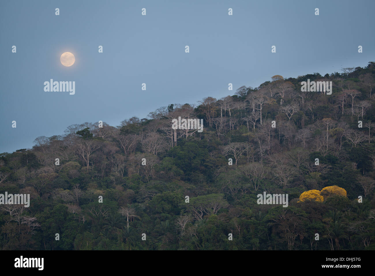 Zunehmender Mond über dem Soberania Nationalpark Republik Panama. Stockfoto