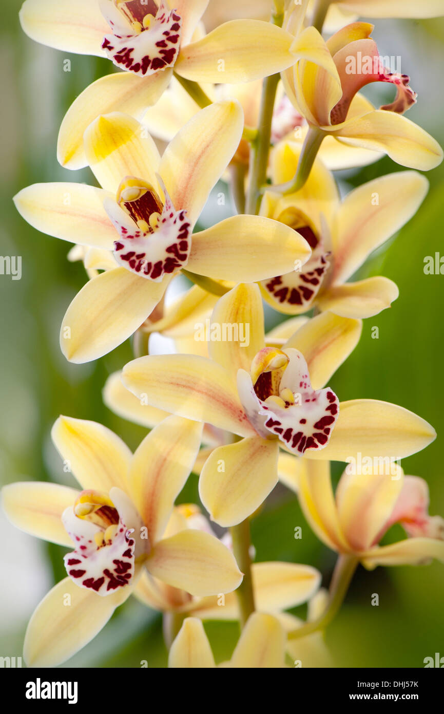 Nahaufnahme von gelben Cymbidium Rodco Schöpfung Golden Forever, Hybrid Orchidee blüht auch bekannt als Boot Orchideen. Stockfoto