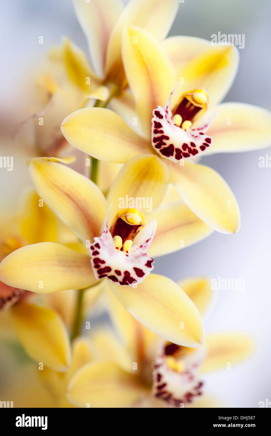 Nahaufnahme von gelben Cymbidium Rodco Schöpfung Golden Forever, Hybrid Orchidee blüht auch bekannt als Boot Orchideen. Stockfoto