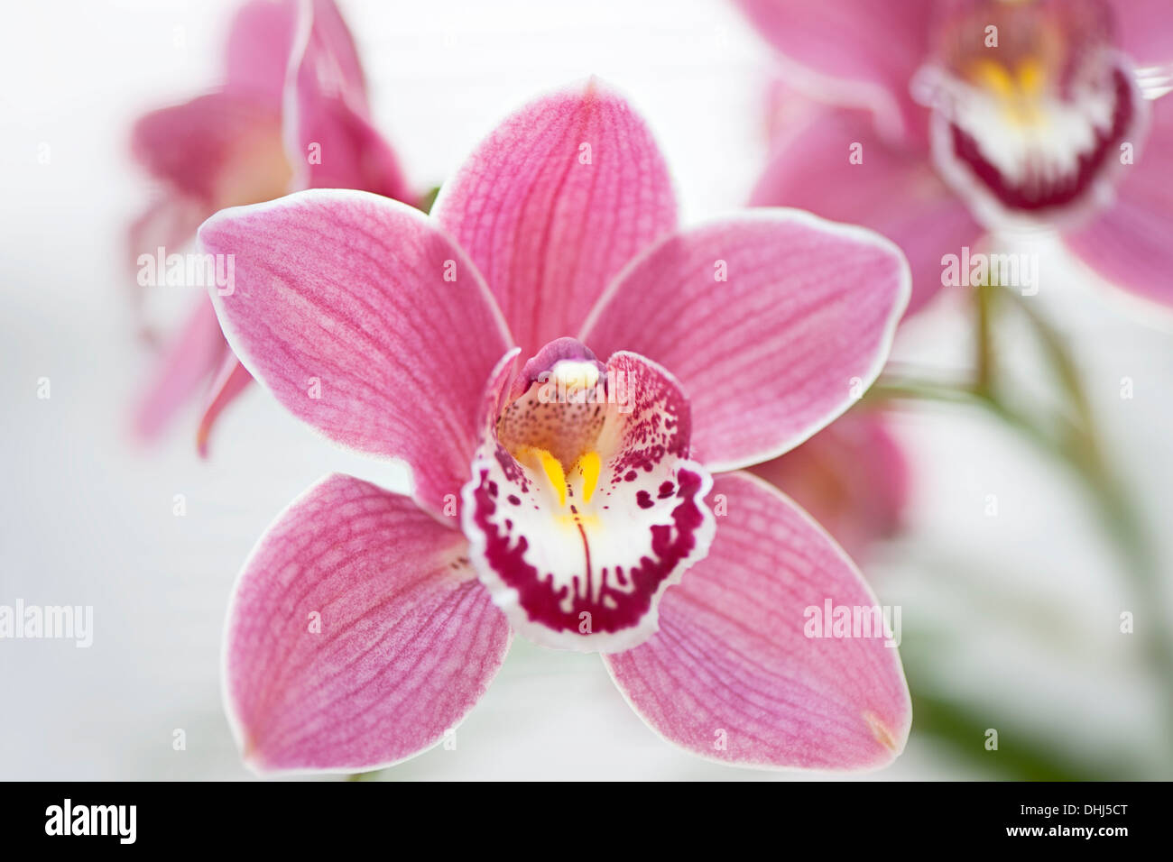 Nahaufnahme der schönen rosa Orchidee Cymbidium Gorey Faldouet kann auch als Boot-Orchidee, gegen einen weichen Hintergrund bekannt sein. Stockfoto
