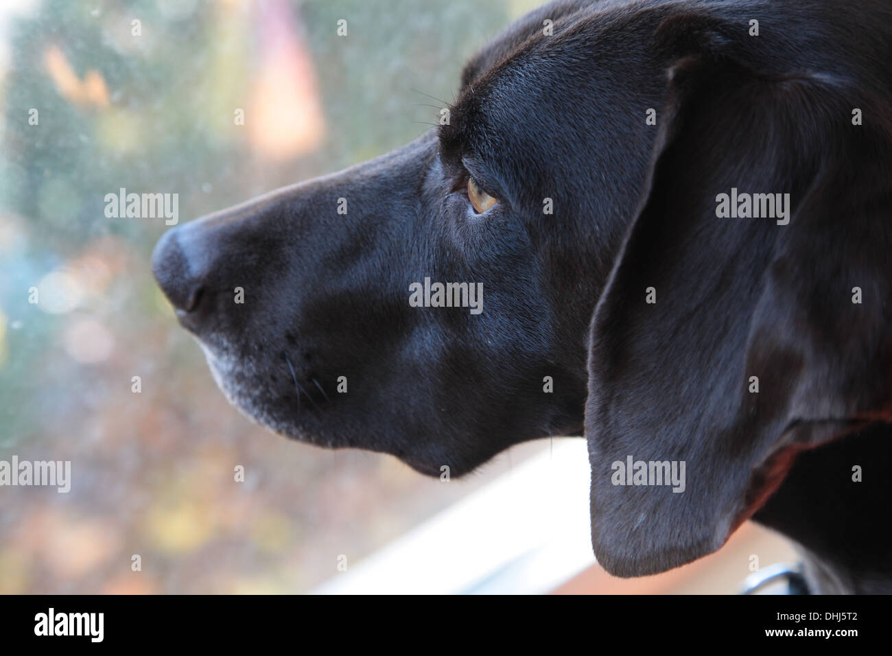 Deutscher Kurzhaariger Vorstehhund außerhalb suchen Stockfoto
