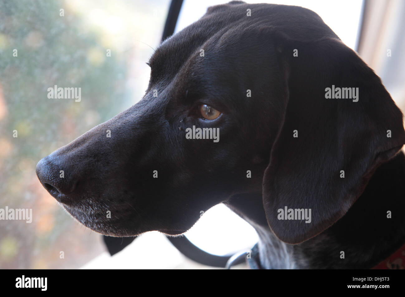 Deutscher Kurzhaariger Vorstehhund außerhalb suchen Stockfoto