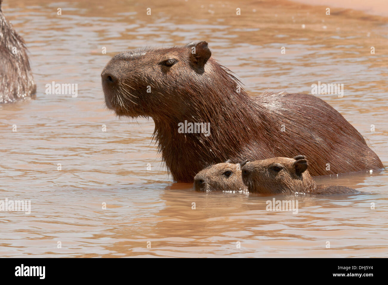 Stock Foto von Capybara im Wasser mit ihrem jungen. Stockfoto