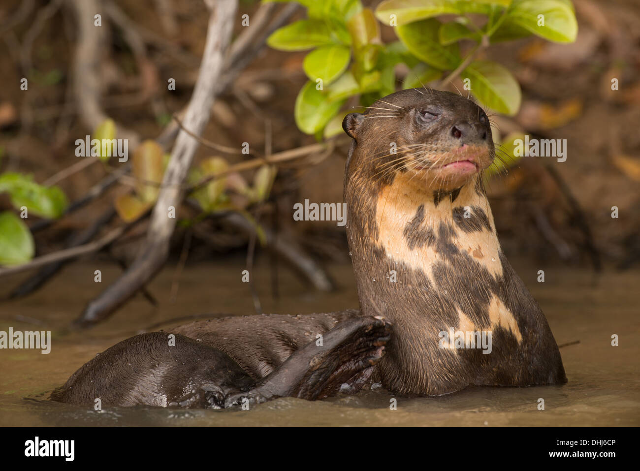 Stock Foto von einem riesigen Fischotter im Wasser, Pantanal, Brasilien. Stockfoto