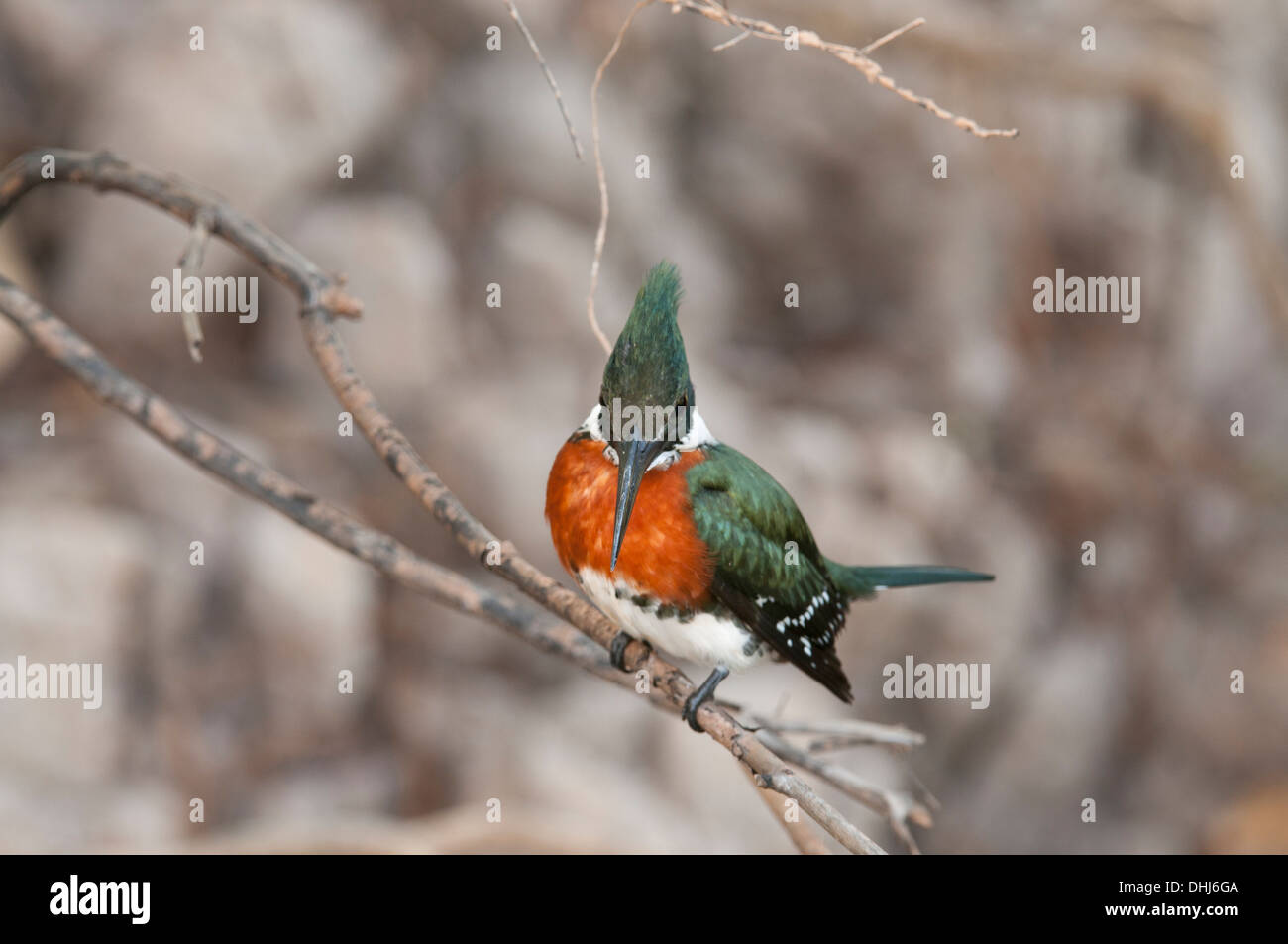 Stock Foto von einem grünen Eisvogel thront auf einem Ast, Pantanal, Brasilien. Stockfoto