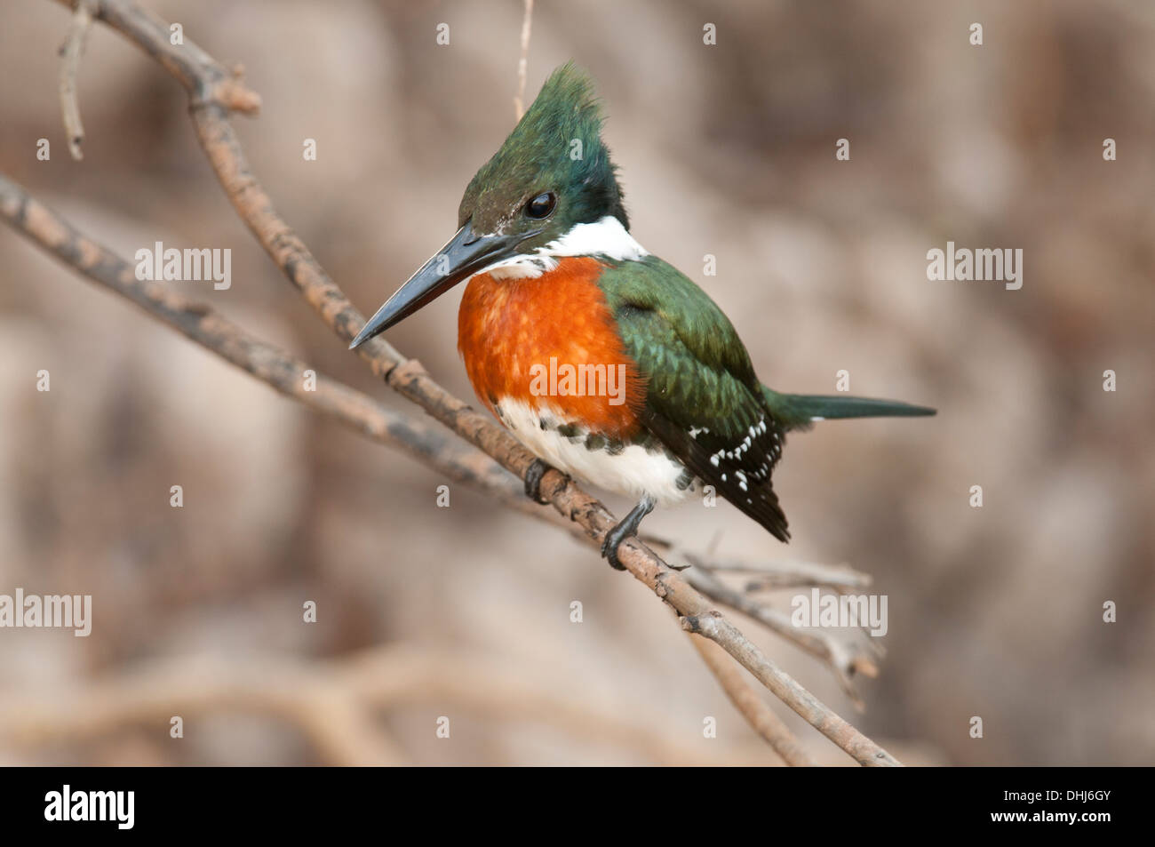 Stock Foto von einem grünen Eisvogel thront auf einem Ast, Pantanal, Brasilien. Stockfoto