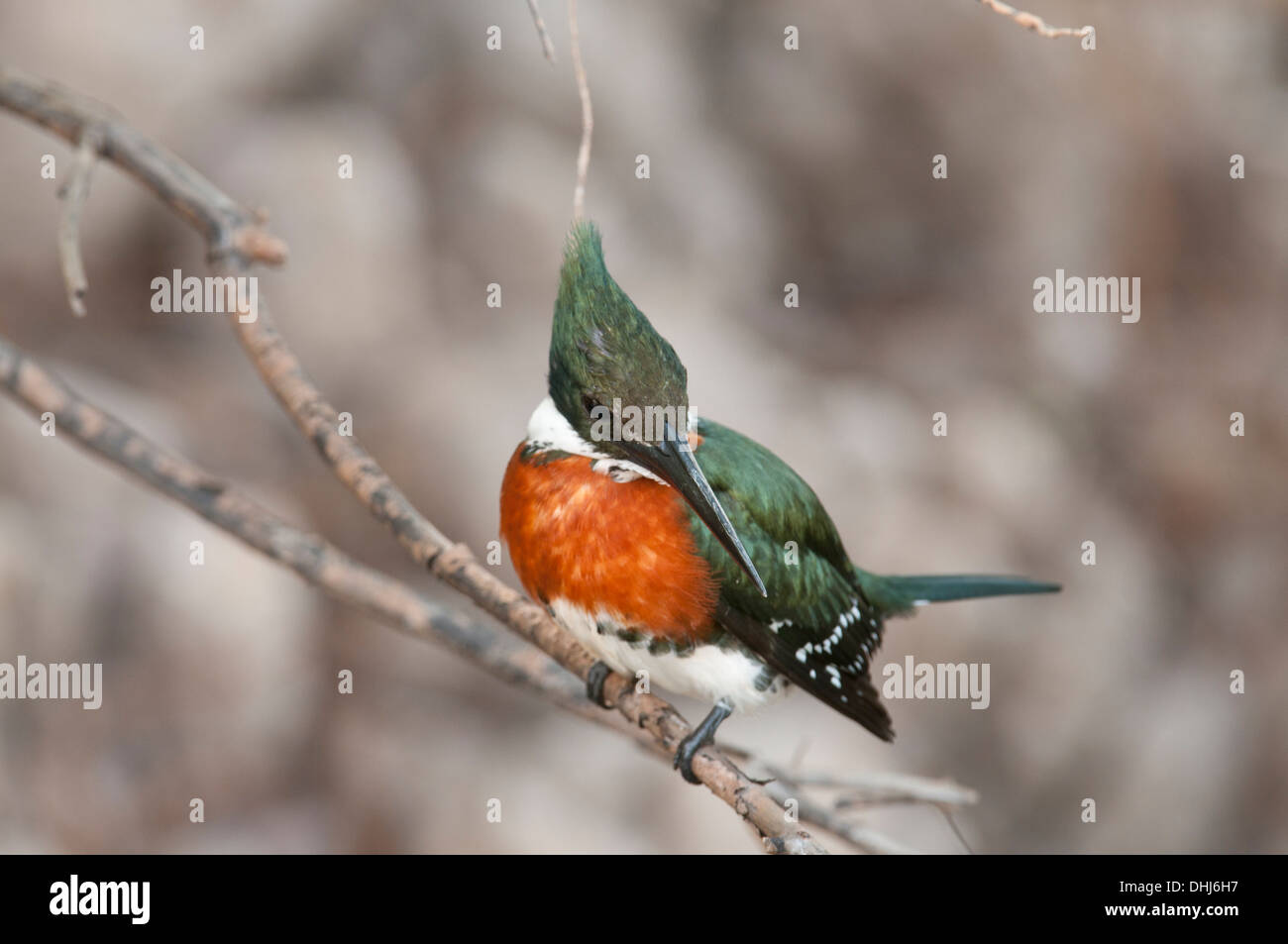 Stock Foto von einem grünen Eisvogel thront auf einem Ast, Pantanal, Brasilien. Stockfoto