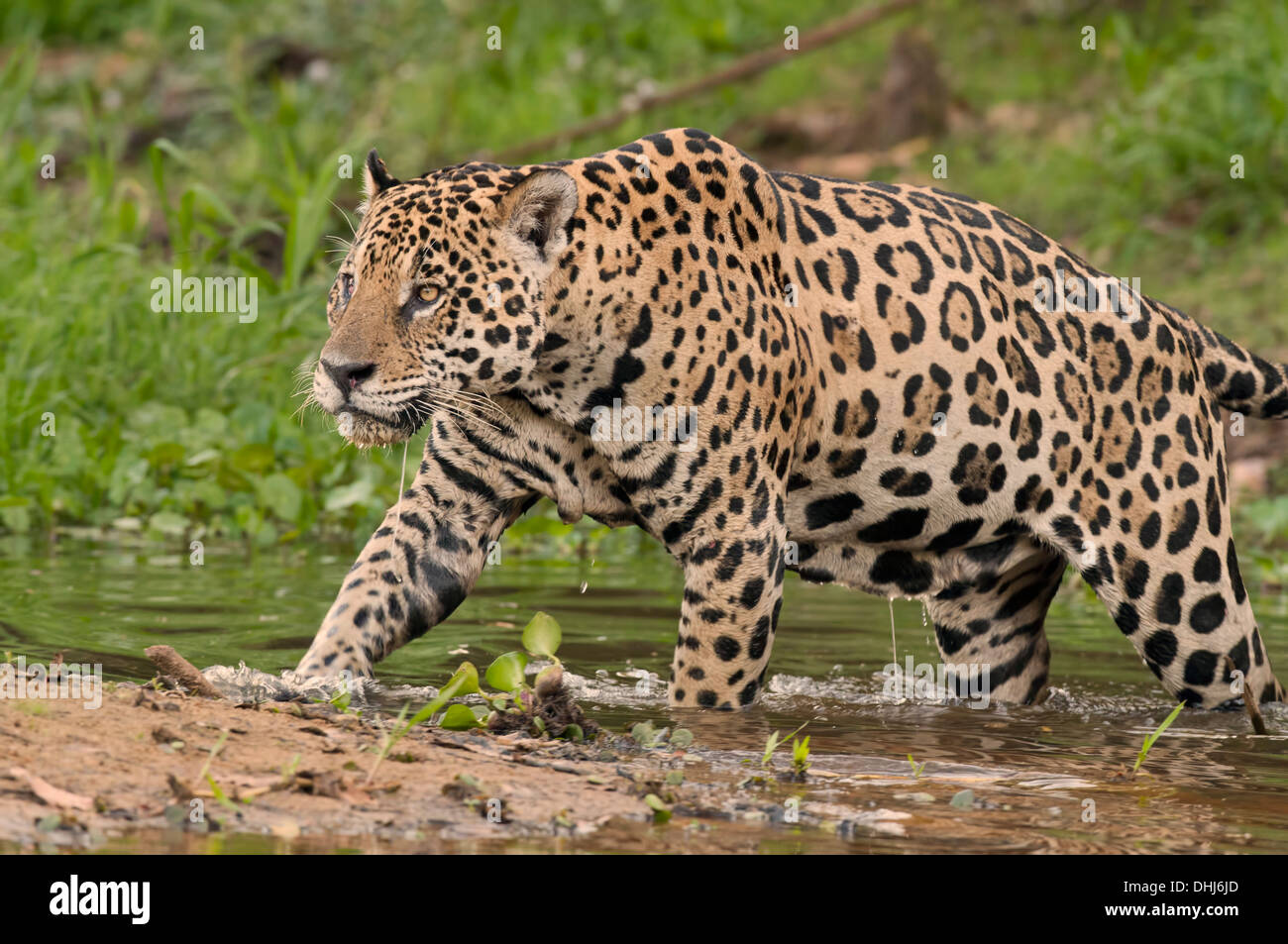 Stock Foto von einem Jaguar verlassen den Bach, Pantanal, Brasilien. Stockfoto