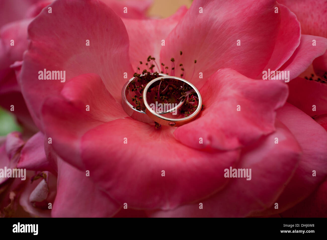 Trauringe Blume Blatt Textur Holz Blütenblatt zwei rot braun Natur natürliche Leidenschaft Lichtfarben bunte Runde Kreissymbol Stockfoto