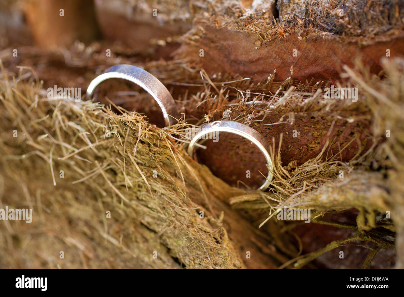 Trauringe Blume Blatt Textur Holz Blütenblatt zwei rot braun Natur natürliche Leidenschaft Lichtfarben bunte Runde Kreissymbol Stockfoto