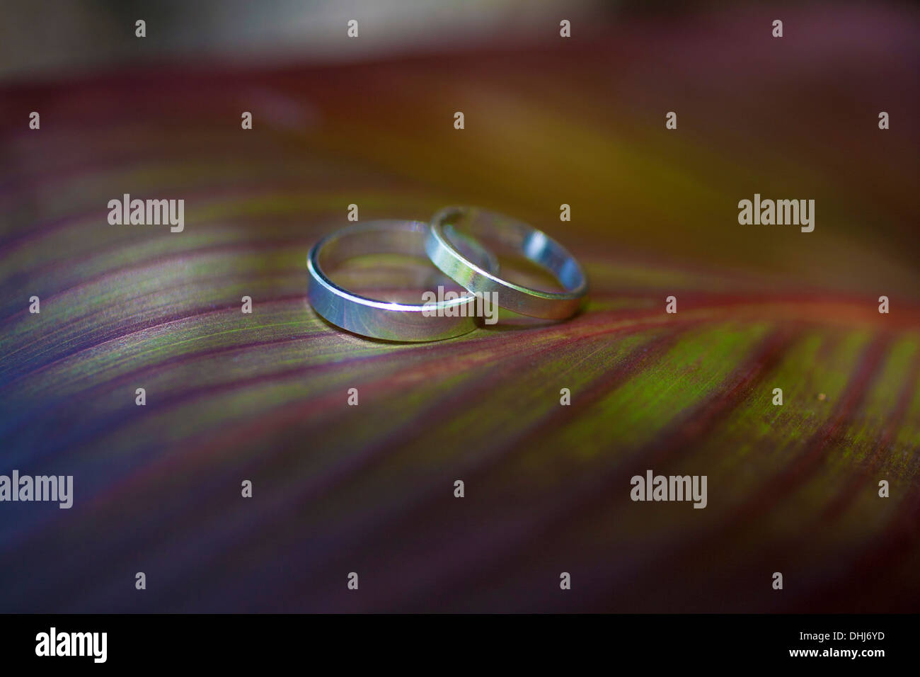 Trauringe Blume Blatt Textur Holz Blütenblatt zwei rot braun Natur natürliche Leidenschaft Lichtfarben bunte Runde Kreissymbol Stockfoto