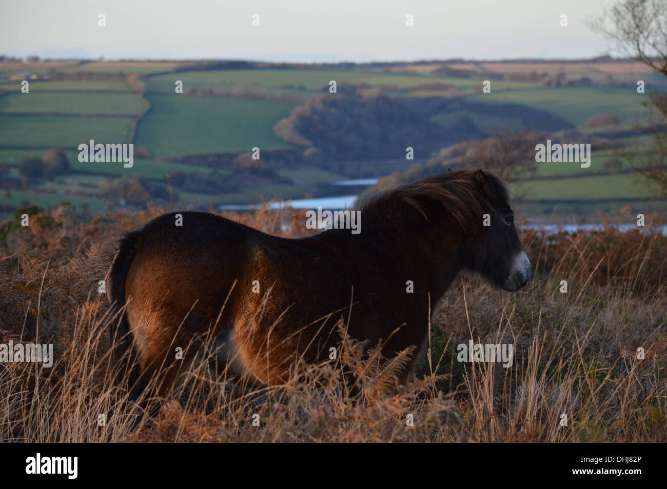 Exmoor Pony auf Haddon Hill Somerset mit Wimbleball See im Hintergrund Stockfoto