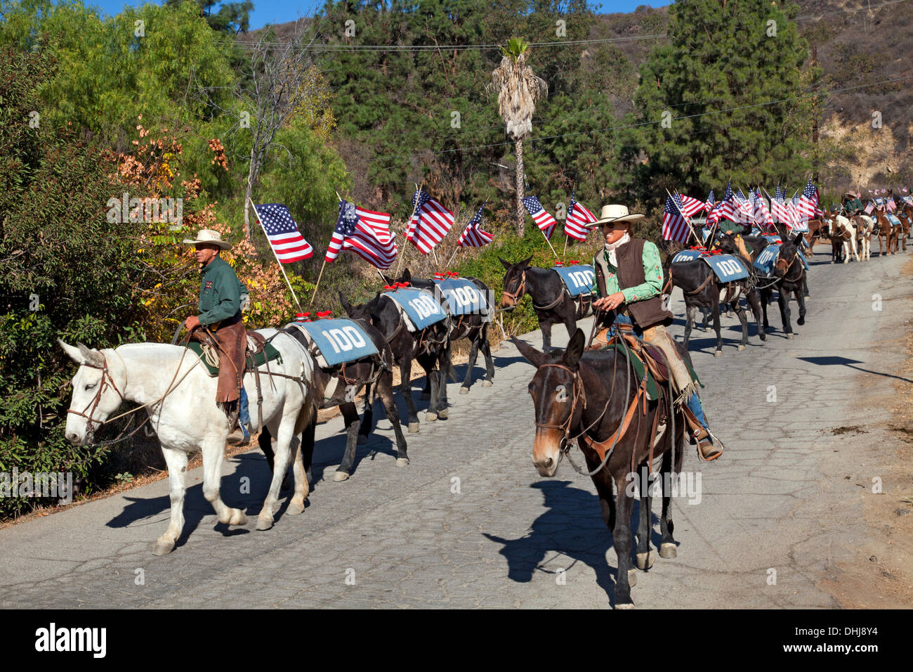 Glendale, Kalifornien, USA. 11. November 2013. Lauren Bon führt ein Maultier Veterans Day Parade in Glendale, Kalifornien, das ist die letzte Etappe einer Festschrift Künstler-Aktion namens "Ein hundert Maultiere zu Fuß Los Angeles Aquädukt", trainieren die war einen Monat lang, 240 Meile Reise von Owens Valley nach Los Angeles, das erinnert an den 100. Jahrestag der Eröffnung des Los Angeles Aquädukt. Kredit: Ambient Images Inc./Alamy Live-Nachrichten Stockfoto