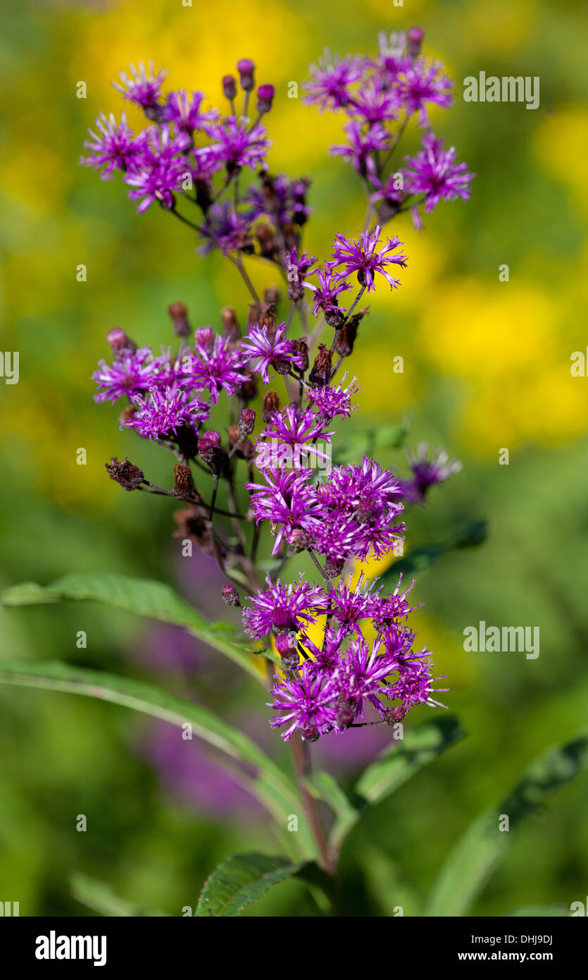 Hohe Wolfsmilch (Vernonia Gigantea) wächst in einem Feld Stockfoto