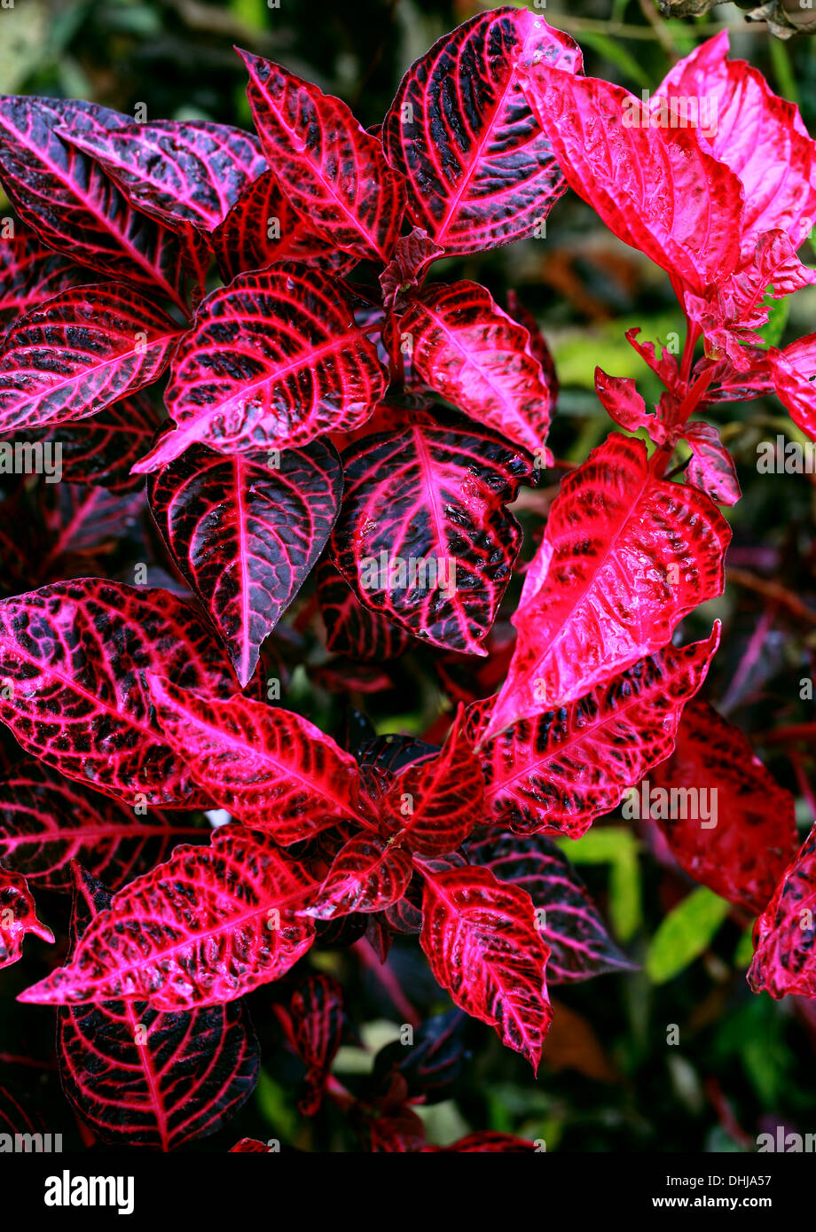 Beefsteak, Pflanze, Iresine Herbstii 'Brilliantissima', Amaranthaceae. Auch bekannt als Huhn Muskelmagen, Bloodleaf. Perrenial Beetpflanze. Stockfoto